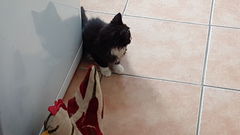 So who got a new kitten recently? Let's see then.