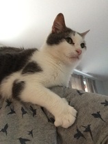 Cats still catting Part 4