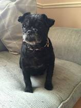 Tell us what your pets mean to you - for a chance to win a Fitbit Alta plus a copy of Finding Gobi. Now closed.