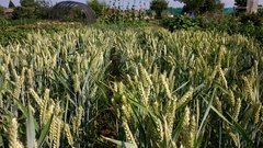 Allotment?Veg Patch Thread 10 - Plotmenters  busy into summer ! and loving James Wong