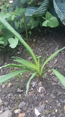 Can we play 'weed or plant'?