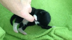 New fosters - mum and ickle kitten (with pics)!