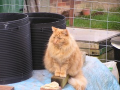 Said goodbye to my ropey disgusting Lion today [sad]