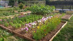Allotment?Veg Patch Thread 10 - Plotmenters  busy into summer ! and loving James Wong