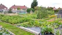 Allotment?Veg Patch Thread 10 - Plotmenters  busy into summer ! and loving James Wong