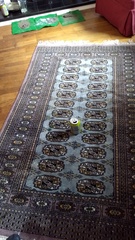 Feedback Thread for the Vorwerk Kobold VK200 Vacuum Cleaner Testers