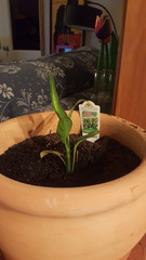 Will my Tiny Cheap Plant Plan work?