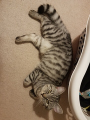 It is far too hot and stuffy....and flop