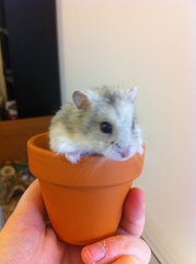 Neurodiversity support thread for women with suspected, diagnosed or self-diagnosed autism, ADHD and other NDs #18