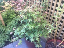 What happened to my acers?
