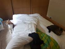 Cats still catting Part 4
