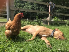 Advice! Introducing dog to resident cats