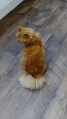 Said goodbye to my ropey disgusting Lion today [sad]