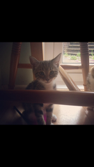 New kitten!!
