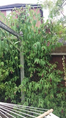 Plant or Weed id please