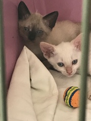 So who got a new kitten recently? Let's see then.