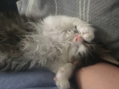 So who got a new kitten recently? Let's see then.