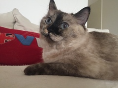 Siamese experts, please take a look at my kitty