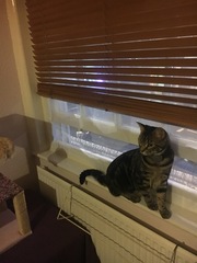 Cats still catting Part 4