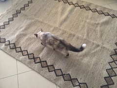 Siamese experts, please take a look at my kitty
