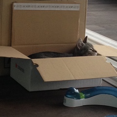 New fosters - mum and ickle kitten (with pics)!
