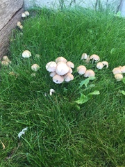 Mushrooms