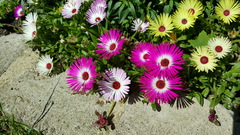 What's looking good in your garden at the moment?