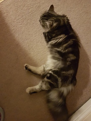 It is far too hot and stuffy....and flop