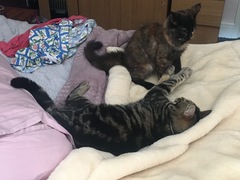 Cats still catting Part 4