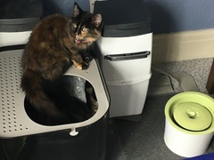 Cats still catting Part 4