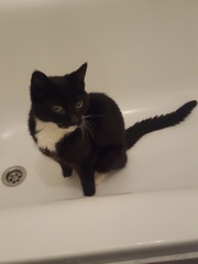 Cats still catting Part 4