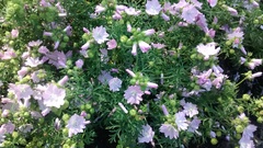 Plant ID please :)