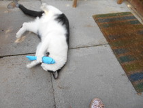 Cats still catting Part 4