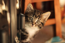 tiny baby kittens