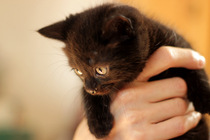 tiny baby kittens