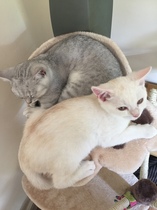 So who got a new kitten recently? Let's see then.