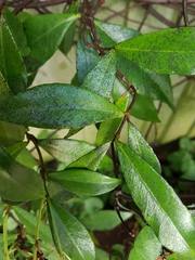 Does anyone know what's up with trachelospermum please?