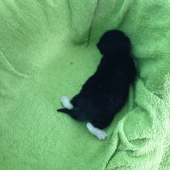 New fosters - mum and ickle kitten (with pics)!
