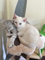 So who got a new kitten recently? Let's see then.