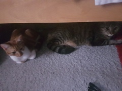 Cats still catting Part 4