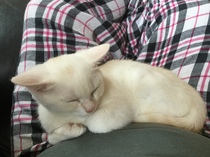 So who got a new kitten recently? Let's see then.