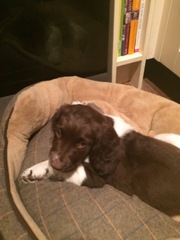Tell me what dog to get!