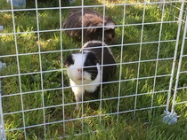 Week 8 - Summer Low Carb Bootcamp - two months almost done ...