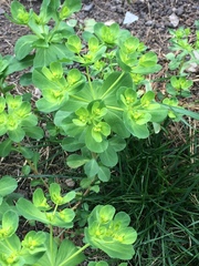 What is this plant growing in my lawn?