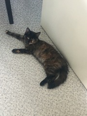 Cats still catting Part 4