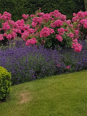 Any idea what these flowers are?