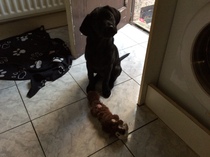 Does anyone fancy a puppy survival thread part 3