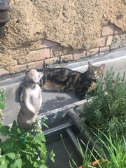 Cats still catting Part 4