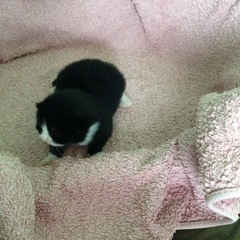 New fosters - mum and ickle kitten (with pics)!