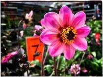 Bunnings home improvement and gardening store - share your best home improvement tips - win £200 voucher NOW CLOSED